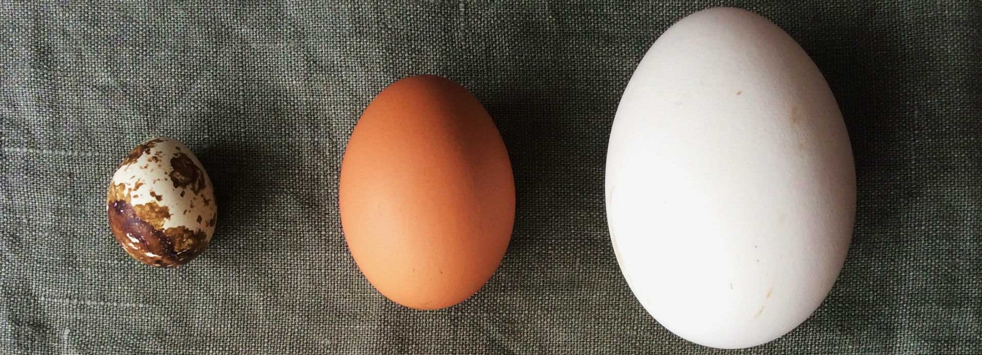 Eggs